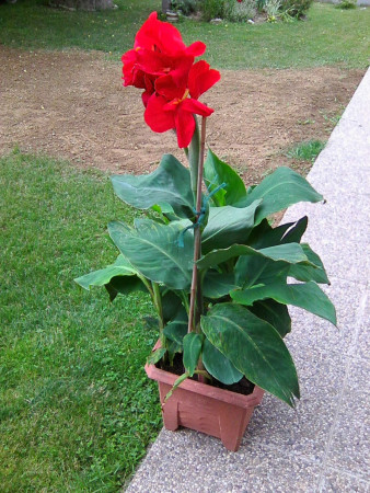 Kana indická RED